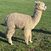 TOFT Nautilus Light Fawn Stud Male standing at TOFT Alpaca Stud
